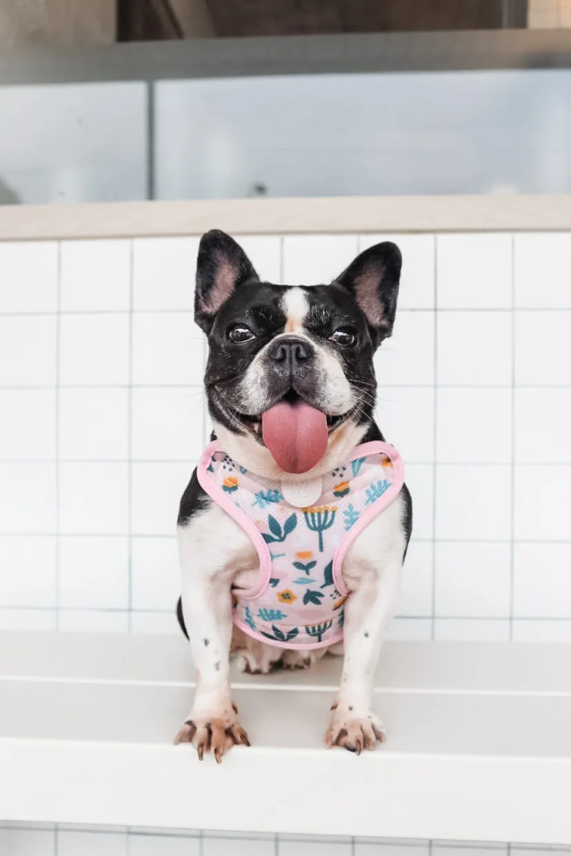 Gentle Pup - Scandi Spring Easy Harness
